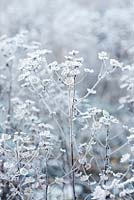Aster 'Twilight' - Frosted seedheads