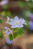 Anemonella thalictroides 'Amelia' - Rue anemone - April - Oxfordshire