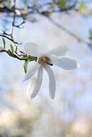 Magnolia salicifolia - Willow-leaved magnolia - April - Oxfordshire