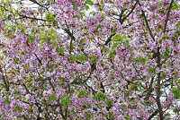 Prunus 'Matsumae mathimur zakura' - Cherry tree blossom - Oxfordshire - April