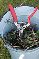 Secateurs and rose clippings in a bucket - Feburary - Oxfordshire