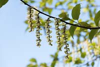 Stachyurus chinensis 'Celina' - Chinese stachyurus 'Celina' - April - Oxfordshire