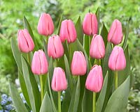 Tulipa 'Tresor'