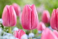 Tulipa 'Expression'