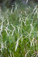 Brachypodium sylvaticum, slender false brome, mid summer