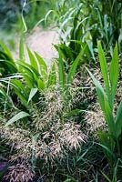 Deschampsia cespitosa 'Bronzeschleier', tufted hair grass, late summer