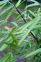 Borinda angustissima syn. Fargesia angustissima, bamboo