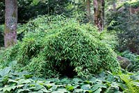 Fargesia murielae 'Simba', umbrella bamboo, woodland, Gothenburg Botanical Garden, Sweden.