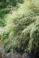 Fargesia rufa, bamboo, late summer, RHS Wisley.
