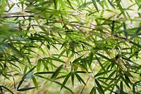 Fargesia yulongshanensis, late summer, RHS Wisley