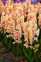 Hyacinthus 'Firelight'