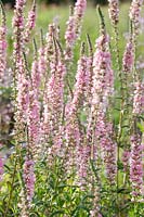 Lythrum salicaria 'Blush'