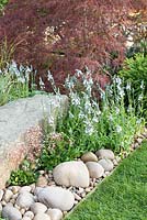 Pebbles surrounding Saxifraga urbium with Veronica gentianoides and Acer palmatum -  'At One With .... A Meditation Garden' - Howle Hill Nursery, RHS Malvern Spring Festival 2017 - Design: Peter Dowle