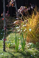 Leucojum vernum