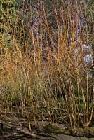 Salix alba var vitellina - April
