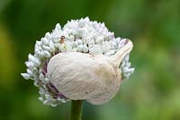 Allium cepa, July