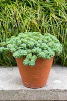 A terracotta container planted with Sedum pachyclados, a carpet forming succulent producing spikes of small white flowers in summer.