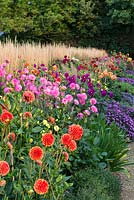 Autumn dahlia border, blended with Aster novae-angliae 'Purple Dome' and backed by Calamagrostis x acutiflora 'Karl Foerster'.