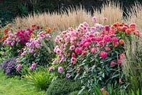 Autumn border with dahlias right to left -
 'Gretchen Hein', 'Amaran Troy', 'Purple Cottesmore' and 'Pink Loveliness'.