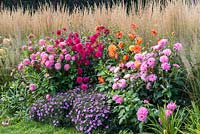 Autumn border with dahlias right to left - 'Gretchen Hein', 'Lucky Devil', 'Purple Cottesmore' and 'Pink Loveliness'. Clumps of Aster novi-belgii 'Waterperry'.