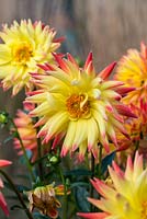 Dahlia 'Jessica', a red-tipped, yellow Cactus dahlia, flowering from August into autumn.