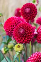 Dahlia 'Berwick Banker', a red Ball dahlia flowering from late summer until October.