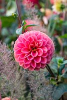 Dahlia 'Gretchen Hein', a pink Ball dahlia flowering beside diamond grass, from late summer until October.