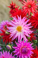 Pink Dahlia 'Parkland Rave' in front of red Dahlia 'Perfectos', both cactus dahlias flowering from August into autumn.