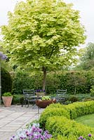 Acer platanoides 'Drummondii', Norway maple, has green leaves with creamy white margins.