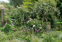 Rose pergola with Rosa 'Felicite Perpetue', 'New Dawn', 'Coral Dawn' and 'Madame Alfred Carriere'. Seen over bed of alchemilla, bistort, geranium, sisyrinchium and white Rosa 'Macmillan Nurse'.