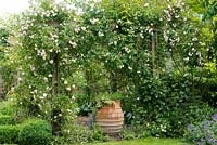 Rose pergola with Rosa 'Felicite Perpetue', 'New Dawn' and 'Madame Alfred Carriere'.
