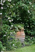 Large terracotta urn framed in Rosa 'Felicite Perpetue' and 'New Dawn'.
