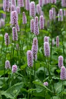 Persicaria bistorta 'Superba', bistort, a herbaceous perennial sending up pink flowers spikes above leafy mats. Flowering from June.