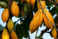 Theobroma cacao, cacao tree, May
