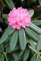 Rhododendron 'Noyo Brave', March, Surrey, England, UK