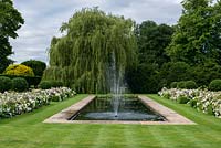 A formal garden with reflecting pool and fountain between box edged beds planted with Rosa 'White Flower Carpet' and evergreen Prunus lucitanica standards.