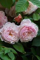 Rosa 'The Albrighton Rambler', a small single or semi double flowered rambling rose.