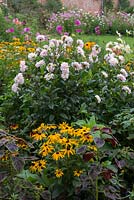A colourful late summer border planted with Dahlia 'Silver Years', Rudbeckia hirta and Amaranthus.