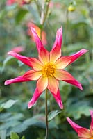 Dahlia 'Honka Surprise', a unique star shaped dahlia with lightly fragranced flowers.