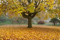 Acer cappadocicum 'Aureum', a golden Cappadocian maple with yellow spring foliage, turning green in summer, and gold in autumn.