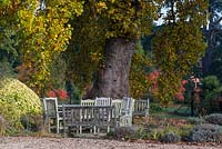 An outdoor dining area beneath a 400-year-old Liriodendron tulipifera, tulip tree.