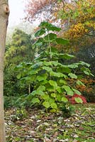 Paulownia tomentosa, foxglove tree, coppiced to prevent flowering, encouraging big leaves and 4m growth annually.