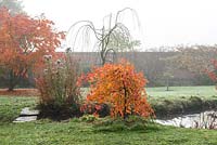 Nyssa sylvatica 'Autumn Cascades', weeping tupelo, has rich red and orange autumn colour.