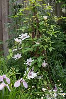 Clematis 'Countess of Wessex' trained up a woven willow obelisk, adding height near the back of a herbaceous border.