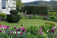 A country garden with a view of Clytha hill beyond yew topiary and spring border of Tulipa 'Florosa', 'Tres Chic', 'Black Parrot' and 'Rosalie'.