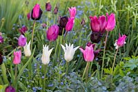 A harmonious spring combination of pink, purple and white tulips underplanted with forget me nots.