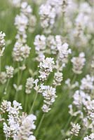 Lavandula angustifolia 'Arctic Snow', English lavender, an evergreen shrub with grey green foliage and dense spikes of white flowers from June