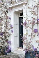 The front door of a 16th century period house, surrounded with Wisteria sinensis.