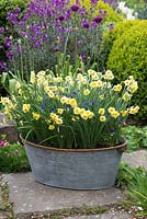 Narcissus 'Sundisc', a jonquilla daffodil, flowering in April amidst violas. Underplanted with muscari, that flowered 6 weeks earlier.