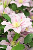 Clematis 'Volunteer', a compact and floriferous clematis with striped pink flowers.